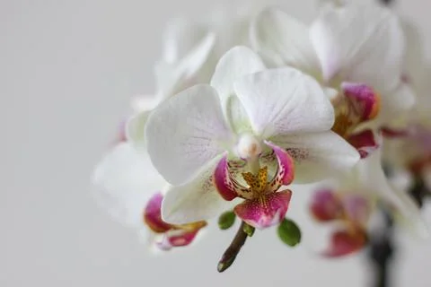 Orchis Orchidea Stock Photos