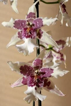 Orchis Photos