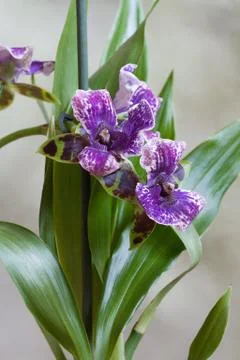 Orchis Stock Photos