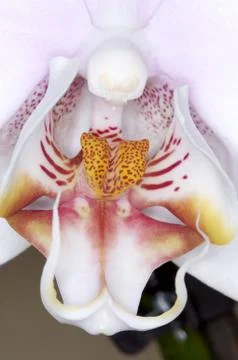 Orchis tribe Phaleopsis Stock Photos