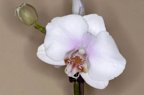 Orchis tribe Phaleopsis Stock Photos
