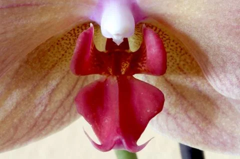 Orchis tribe Phaleopsis Stock Photos