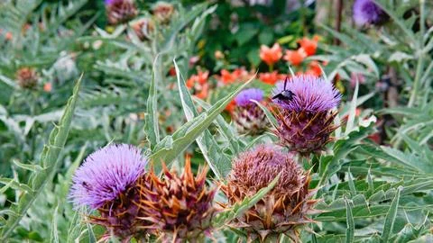 Order composition dry violet space cardun daylight cynara copy decorative lay Foto stock