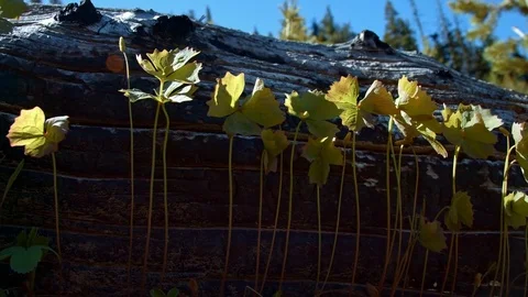 Order organization line plan teamwork of plants by log in forest meadow Mt. Hood Stock Footage 81835015