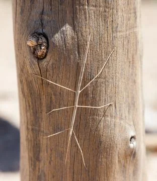 Order phasmatodea (stick insect). flinders ranges. south australia. Stock Photos