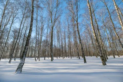 Ordered birch avenue, winter cold day. Evenly spaced trunks form rhythmic c.. Stock Photos