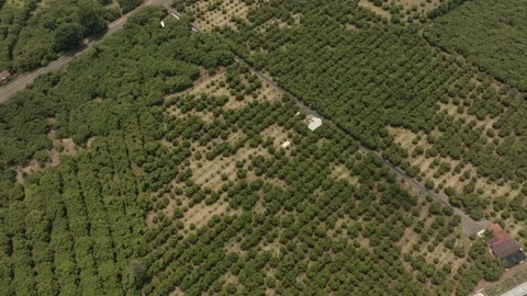 Orderly Avocado Plantation Rows Creating Geometric Farmland Pattern, Aerial Stock Footage 334649705