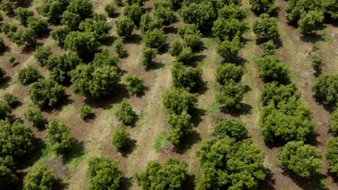 Orderly Avocado Tree Rows Forming Repeating Pattern Across Farmland, Aerial Stock Footage 334650516