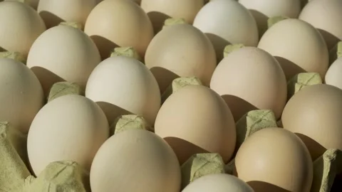 Orderly eggs Stock Footage 150901515