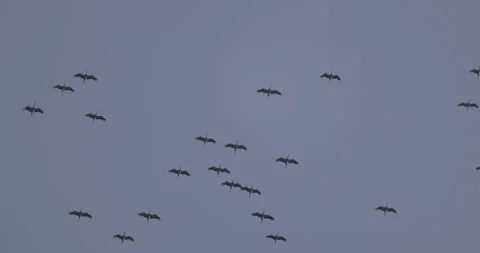 Orderly flight of cranes, 4K slomo Stock Footage 237472021