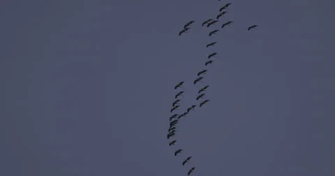 Orderly flight of cranes, 4K slomo Stock Footage 237472349