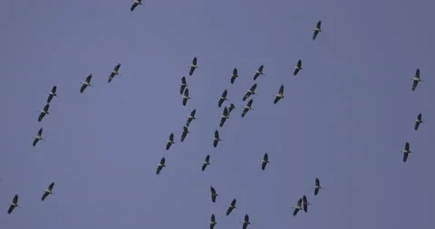 Orderly flight of cranes, 4K slomo Stock Footage 237475671
