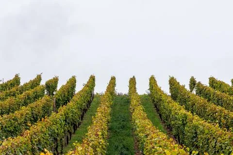 Orderly grapevine rows climb a hillside around a central grassy path in Wrz.. Stock Photos