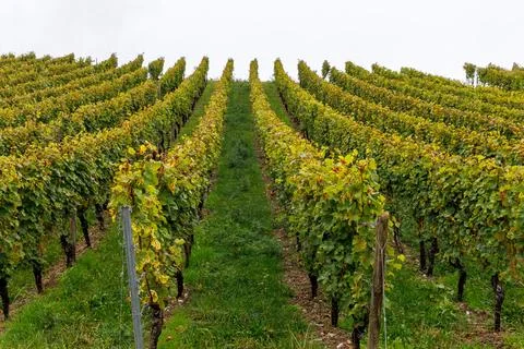 Orderly grapevine rows climb a hillside around a central grassy path in Wrz.. Stock Photos