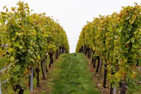 Orderly rows of grapevines with changing autumn foliage and a grassy centra.. Stock Photos