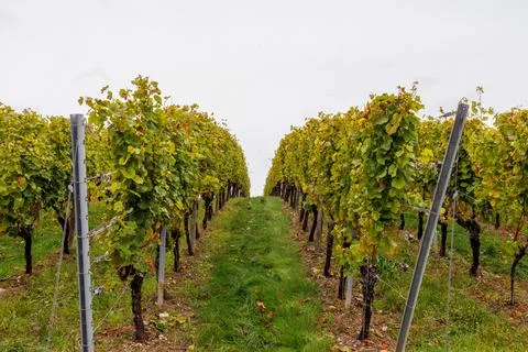 Orderly rows of grapevines with changing autumn foliage and a grassy centra.. Stock Photos