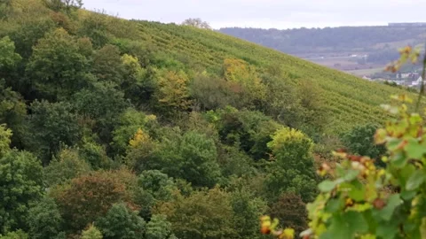 Orderly rows of grapevines with green and yellow autumn foliage cover a hil.. Stock Footage 341427358