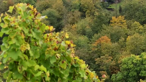 Orderly rows of grapevines with green and yellow autumn foliage cover a hil.. Stock Footage 341427380
