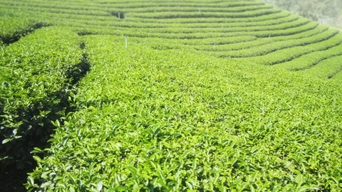 Orderly Rows of Tea Bushes on Slopes of Rural Thai Plantation Stock Footage 99791188