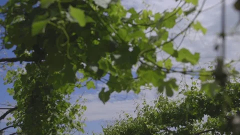 Orderly vineyards in Tuscany Stock Footage 71201220