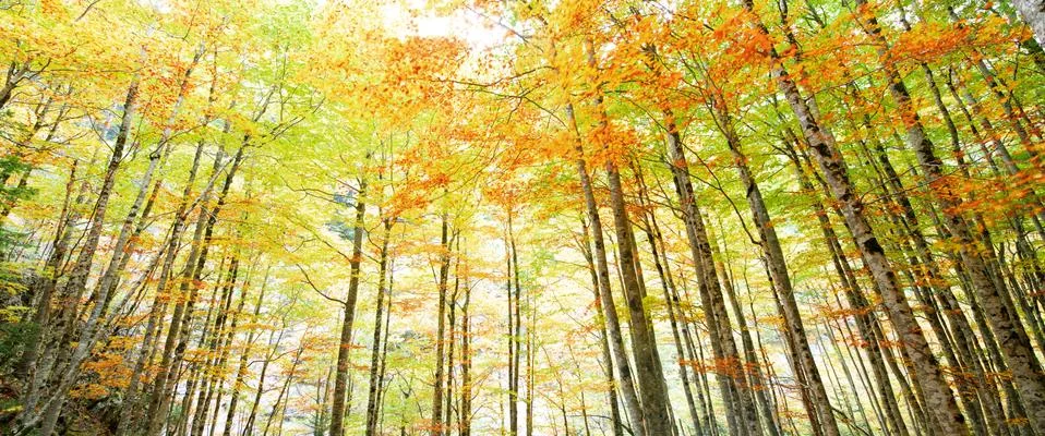 Ordesa 写真素材
