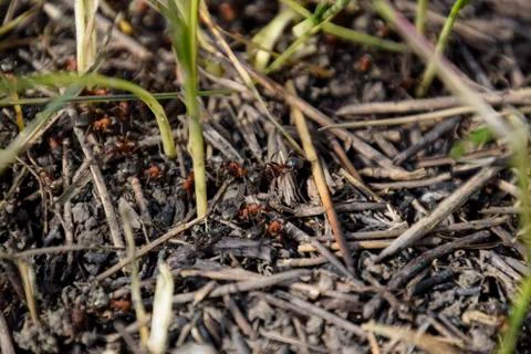 Ordinary ants on an anthill Foto stock