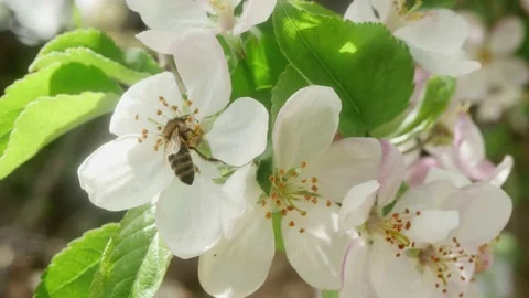 An ordinary bee collects pollen on blossoming flowers of an apple tree Stock Footage