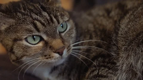 Ordinary cat with green eyes Stock-Footage 105686524