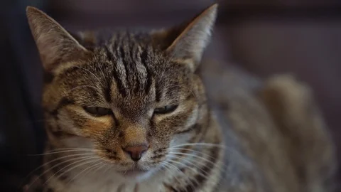 Ordinary cat with green eyes Stock Footage 105686653