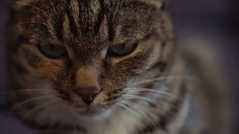 Ordinary cat with green eyes Stock-Footage 105686683