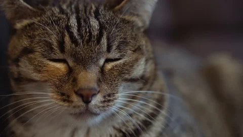 Ordinary cat with green eyes Stock-Footage 105686700