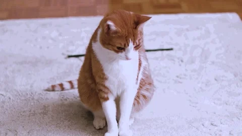 Ordinary Cats Stock Footage 274165617