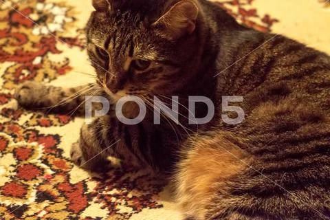 Ordinary domestic cat sitting on the carpet Stock Photos