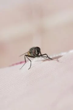 An ordinary fly close up Stock Photos