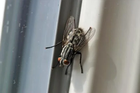 Ordinary fly. Stock Photos