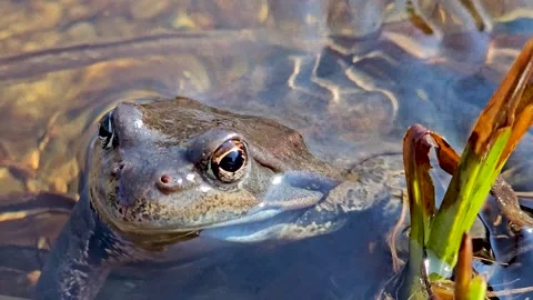 An ordinary frog is lying in a pond on a spring day. Stock Footage 332942833