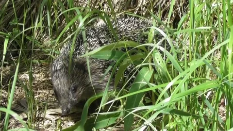 An ordinary hedgehog hides in the grass Video stock 122836098