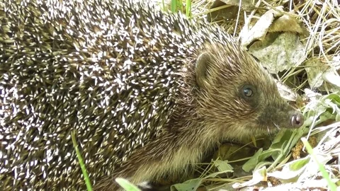 Ordinary hedgehog hiding in the grass close up Video stock 122836140