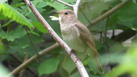 An ordinary Nightingale sits in the bushes and sings a song close up Stock Footage
