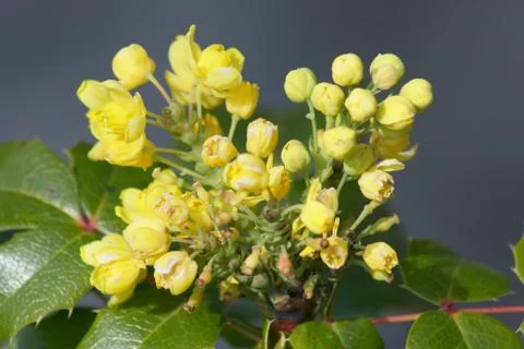 Ordinary Oregon grape Stock Photos