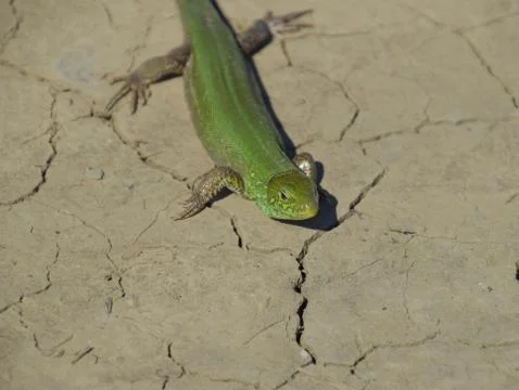 An ordinary quick green lizard. Lizard on dry ground. Sand lizard, lacertid.. Stock Photos