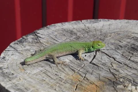An ordinary quick green lizard. Lizard on the cut of a tree stump. Sand liz.. Foto stock