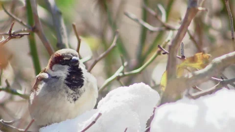 An ordinary sparrow chirps in the snow, between the branches of a tall rose 스톡 동영상 233422381