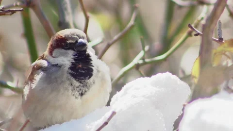 An ordinary sparrow chirps in the snow, between the branches of a tall rose, 스톡 동영상 233422383