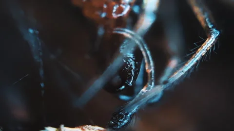 Ordinary spider sharp teeth macro shot in autumn forest grass. Closeup wildlife Stock Footage 255985679