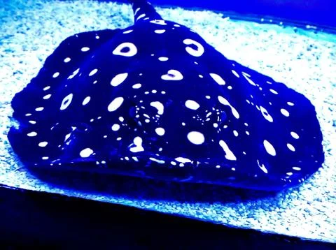 Ordinary spotted eagle Stock Photos