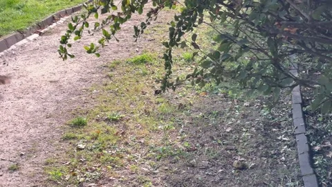 An ordinary squirrel is looking to devour Stock Footage 317737241