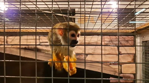 An ordinary squirrel monkey is sitting in the zoo, looking around, eating an Stock Footage 197748695