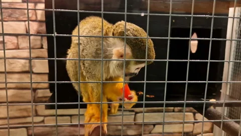 An ordinary squirrel monkey is sitting in the zoo, looking around. Saimiri Stock Footage 198832705