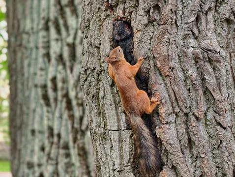 Ordinary squirrel nimbly climbing a tree trunk Stock Photos